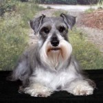 Schnauzer