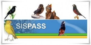 Sispass-300x148