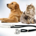 Plano de Saúde para Cachorros e Gatos - Preços