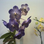 flores-de-plastico-perfeitas-150x150