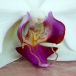flores-fotos-150x150