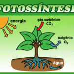 Fotossíntese - Resumo, Como Funciona, Etapas