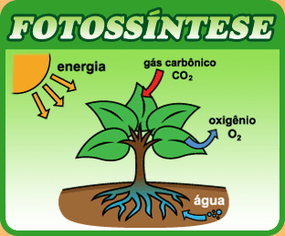 fotossintese