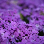lindas-fotos-de-flores-150x150