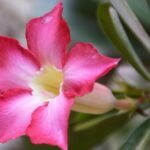 Rosas do Deserto e Resiliência: O Guia Que Você Precisa